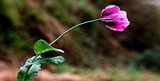 《Symphonia》Steam页面上线 支持简体中文